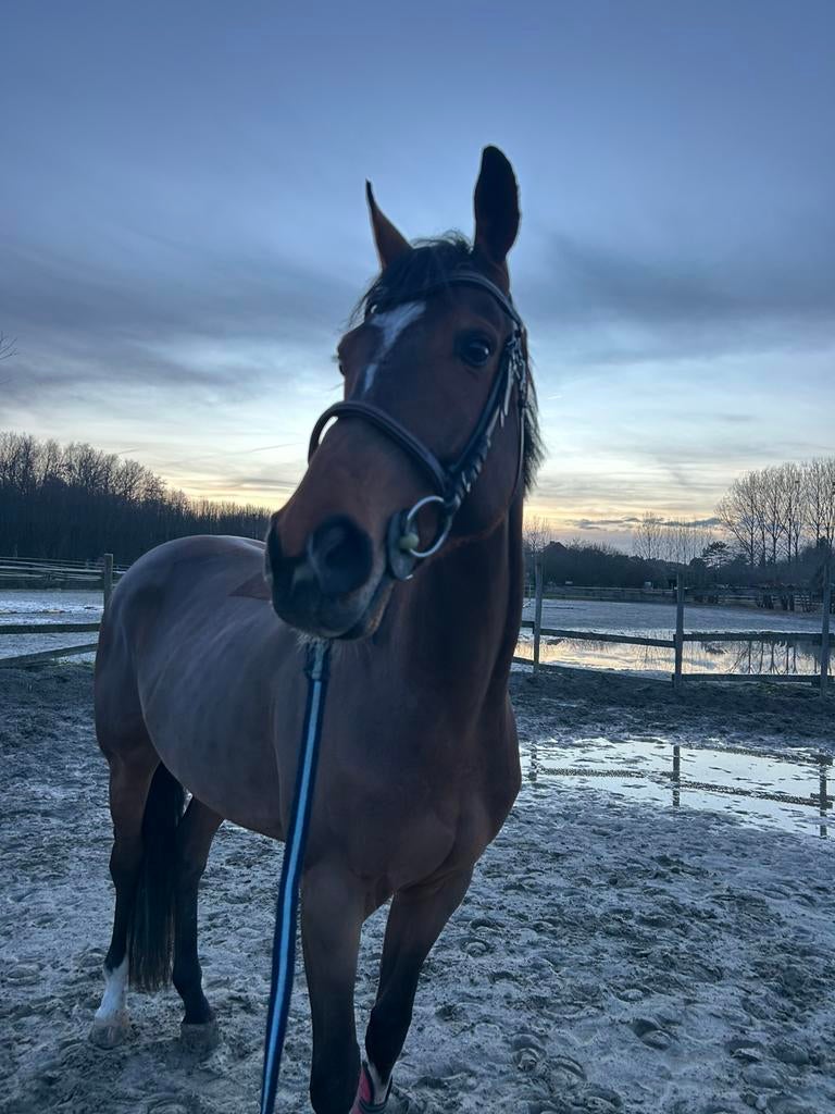 cheval a vendre