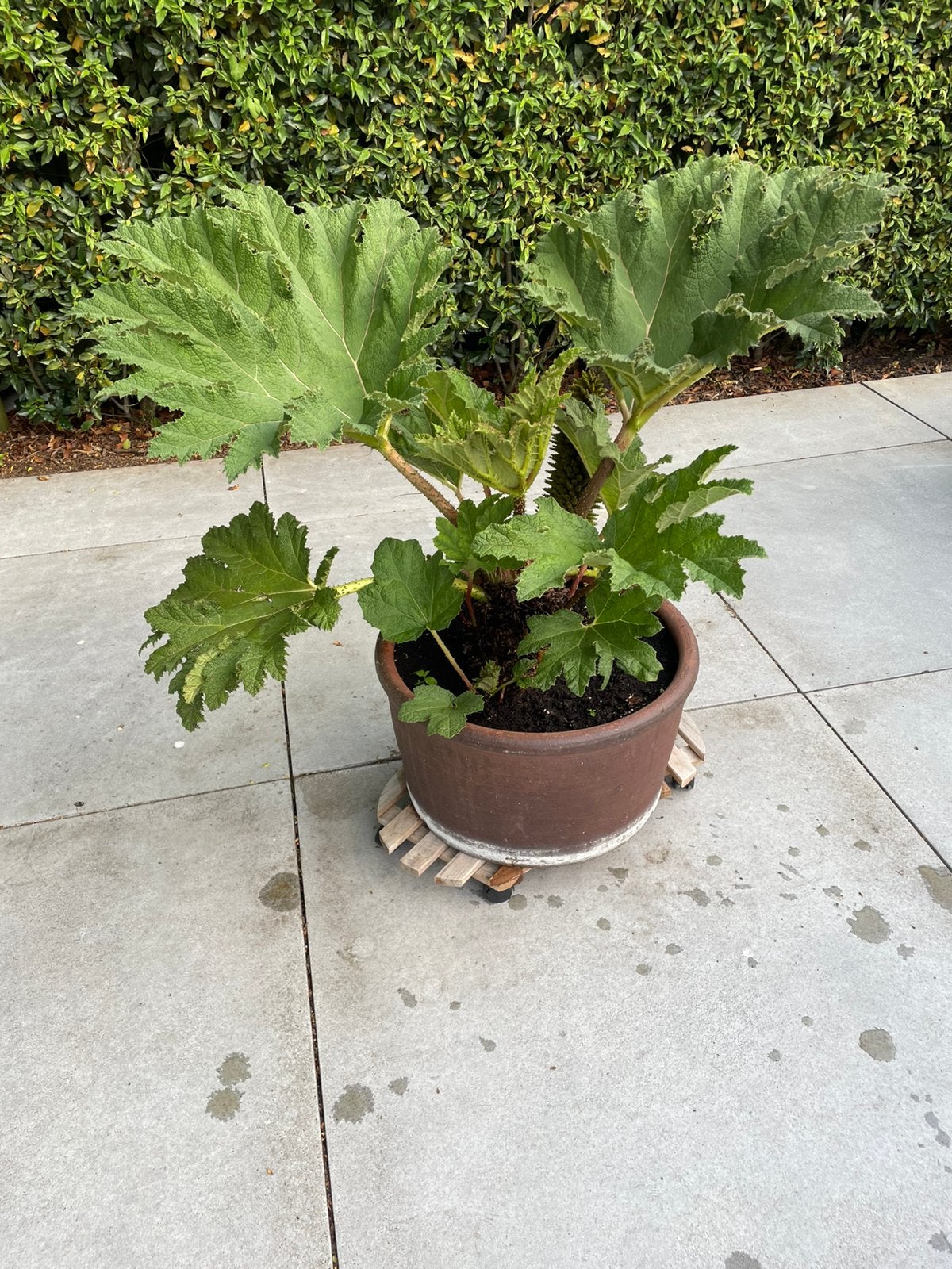 Gunnera mammoetblad, Ophalen