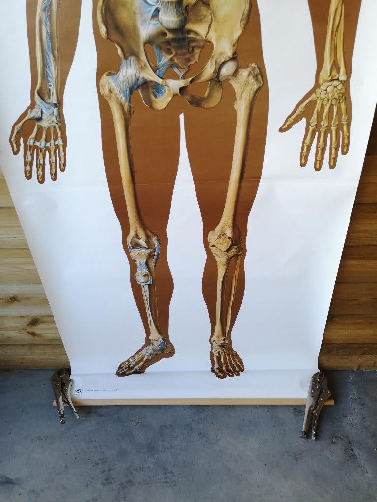 schoolplank,anatomische,menselijke skelet&benderenstruktuur, Antiek en Kunst, Ophalen of Verzenden, Natuur en Biologie