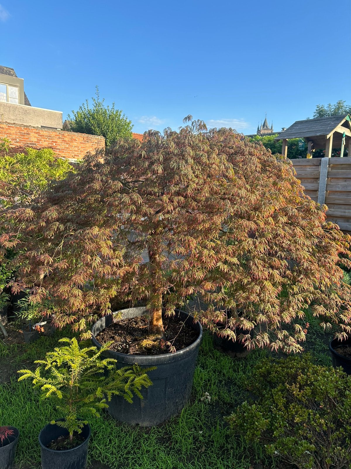Grote japanse esdoorn, Tuin en Terras, Ophalen