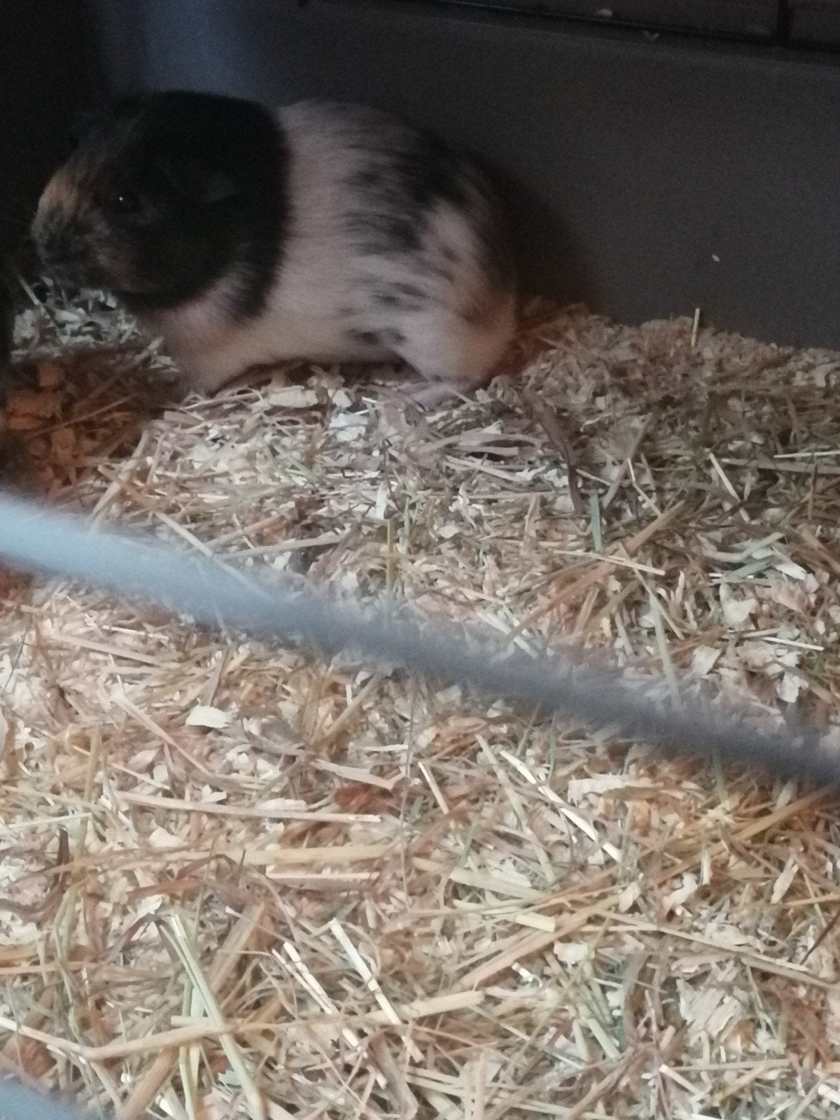 cavia beertje gladharige, Dieren en Toebehoren, Juli, Cavia