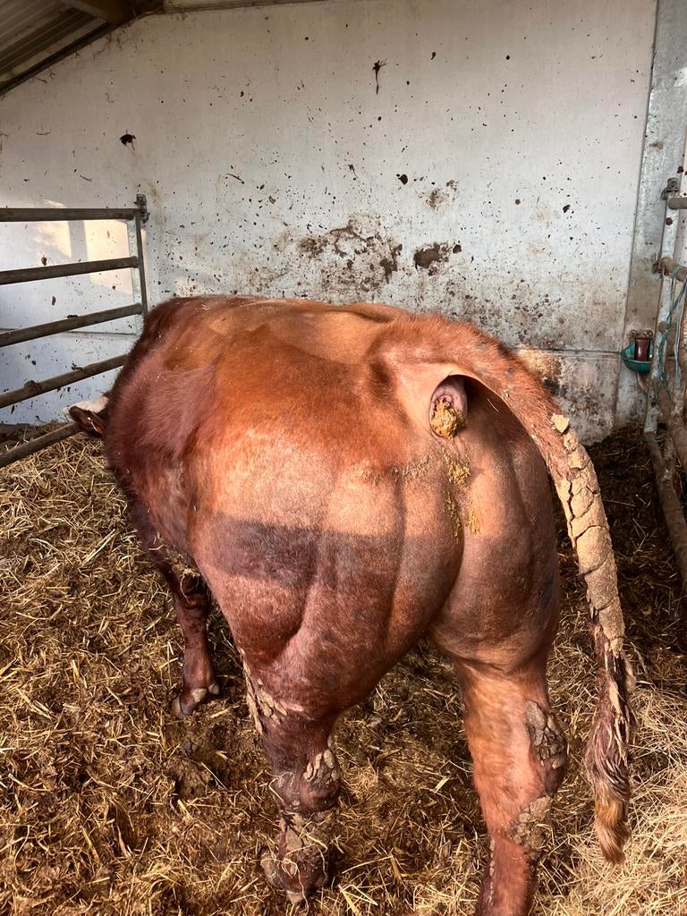 Rode stier