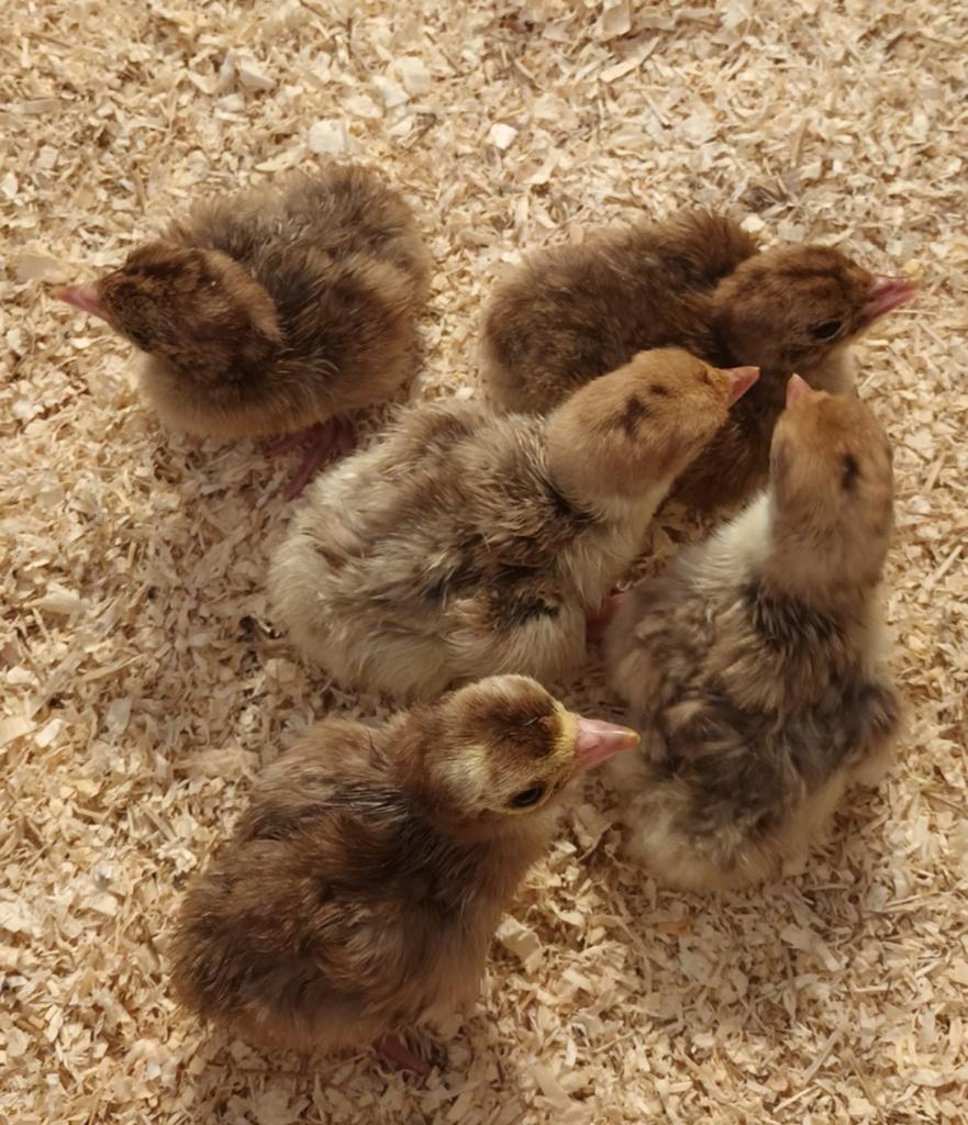 Kalkoen kuikens, Dieren en Toebehoren, Pluimvee, Kalkoen