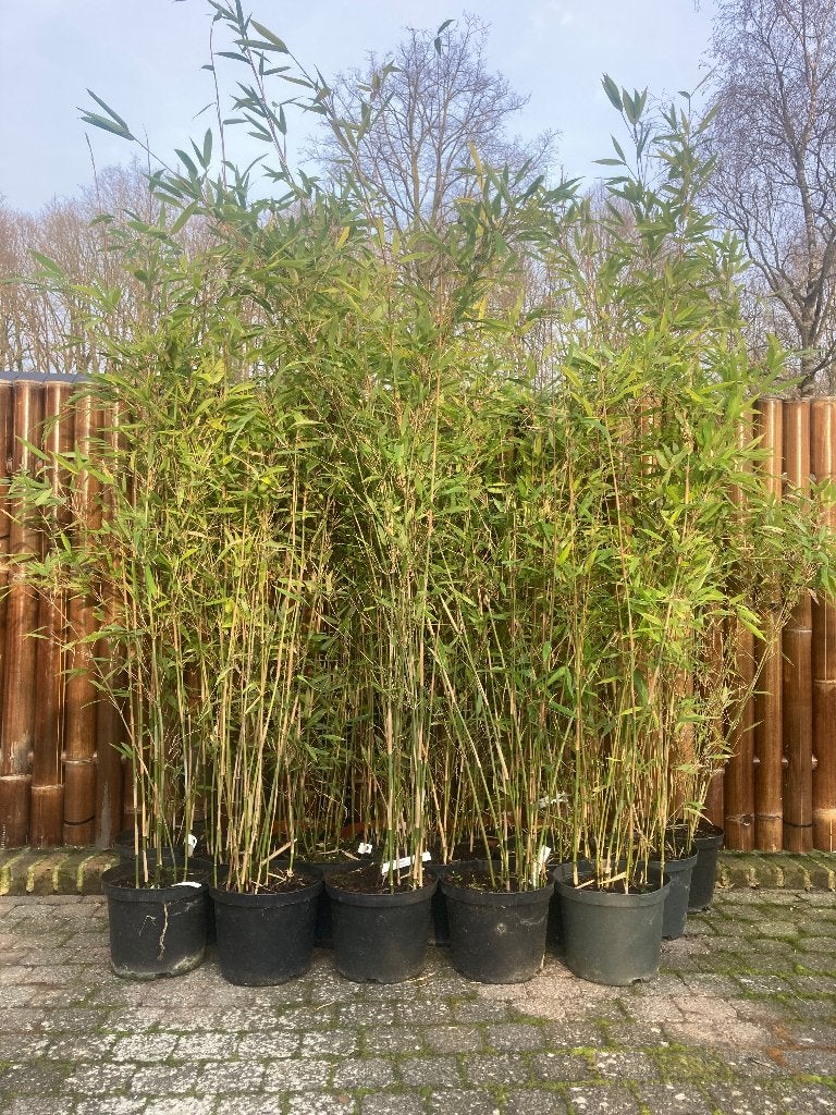 Bamboe Fargesia da-wei niet woekerend ook voor haag, Tuin en Terras, Ophalen, Bamboe, Struik, 250 cm of meer