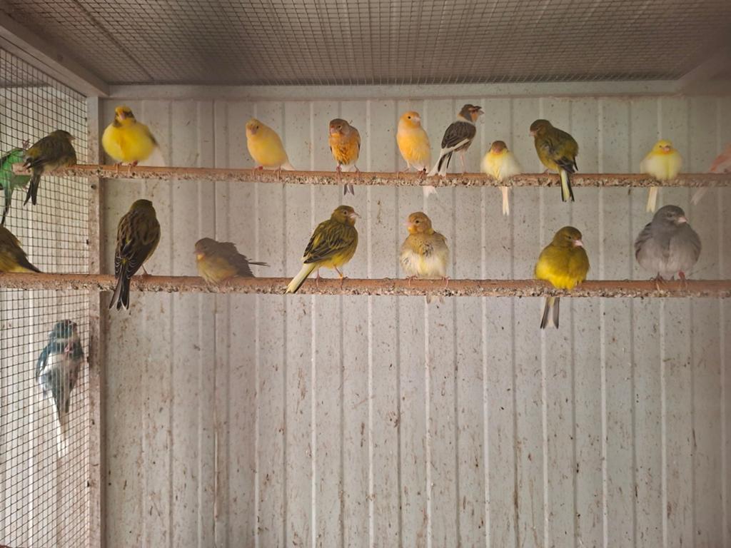 Kanaries kweekkoppels en jongen 15 euro stuk, Dieren en Toebehoren, Vogels | Kanaries
