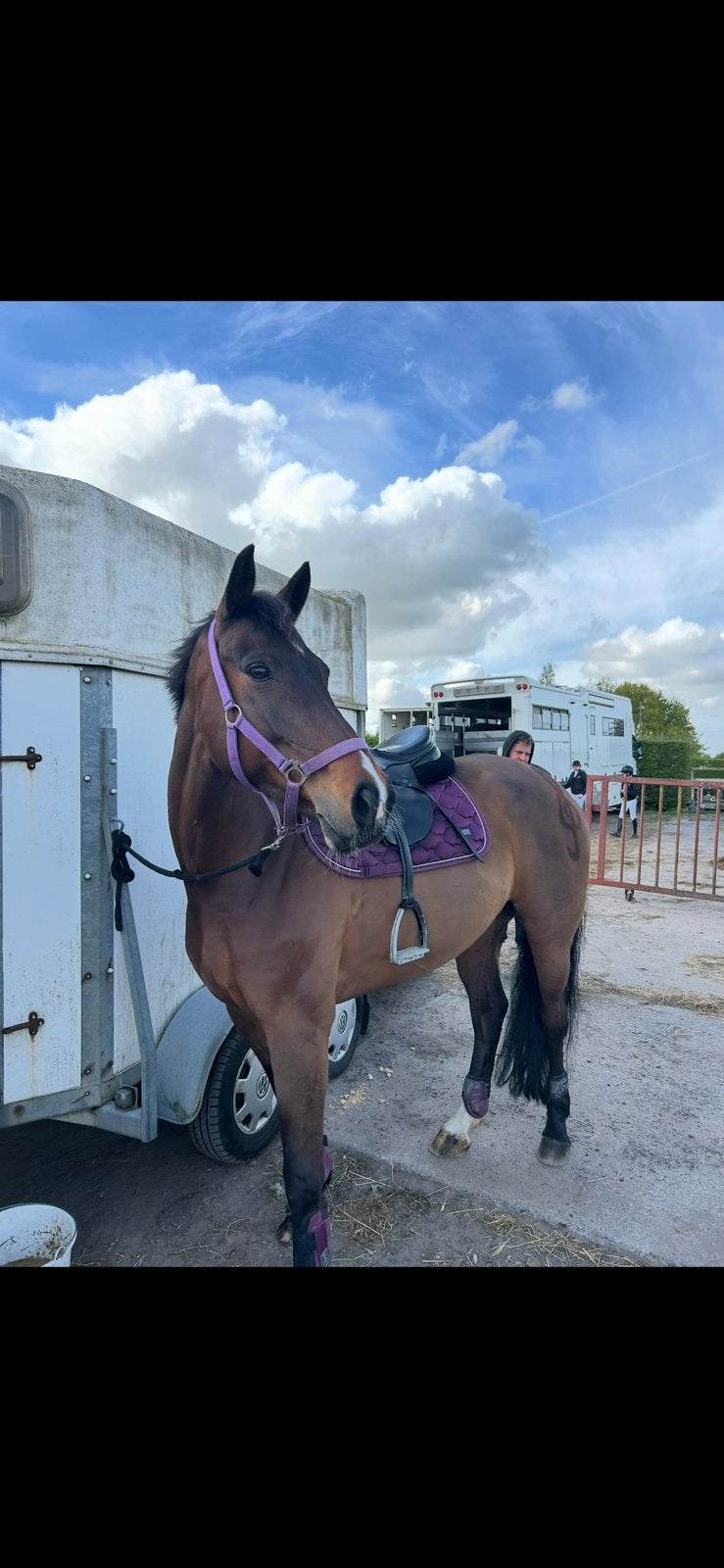 Halve stal gezocht, Dieren en Toebehoren, Paarden, Merrie