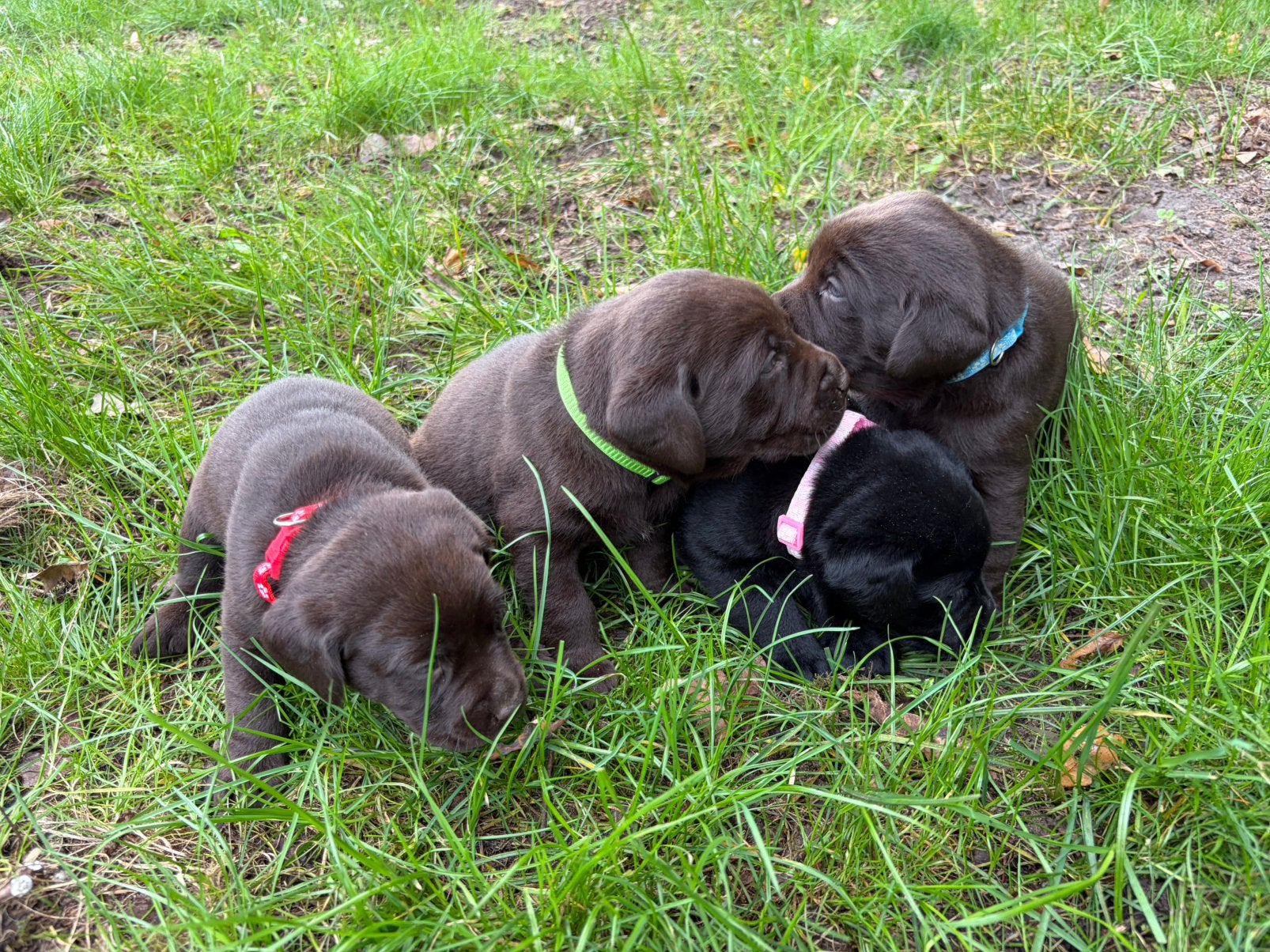 Prachtige choco & zwarte Labrador pups met Vlaams stamboom, Dieren en Toebehoren, België, 8 tot 15 weken, Labrador retriever, Meerdere