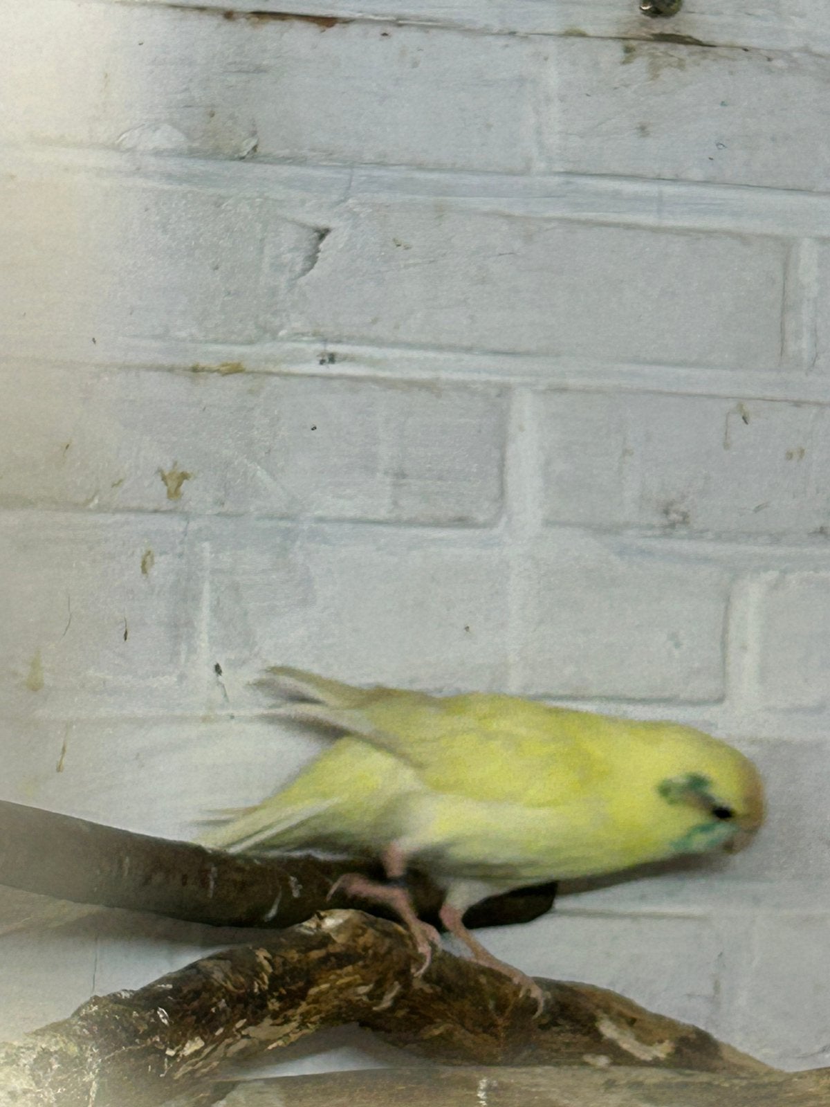 Kakariki’s, Animaux & Accessoires, Bagué