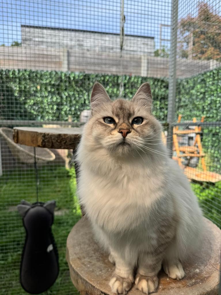 Siberische Kitten ( neva Masquerade), Dieren en Toebehoren, Katten en Kittens | Raskatten | Langhaar, Poes, 0 tot 2 jaar