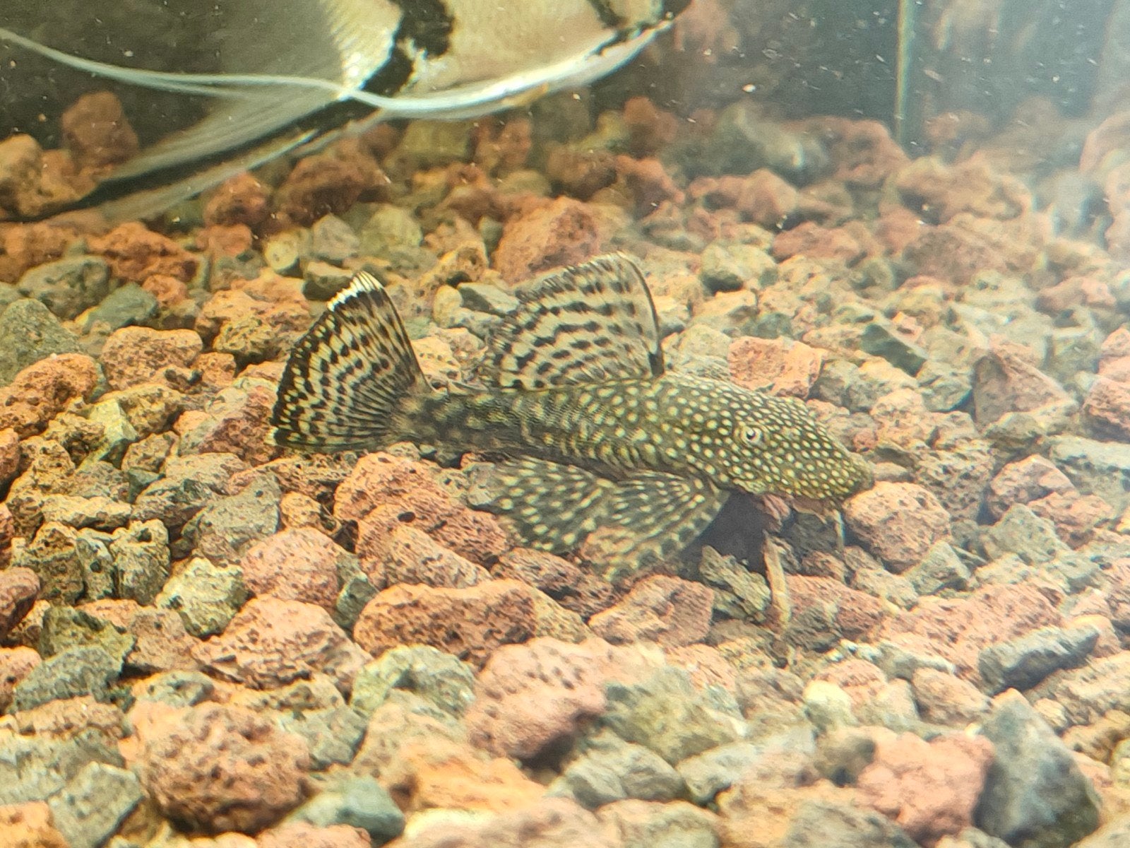 mini pleco wordt niet meer groter 5cm