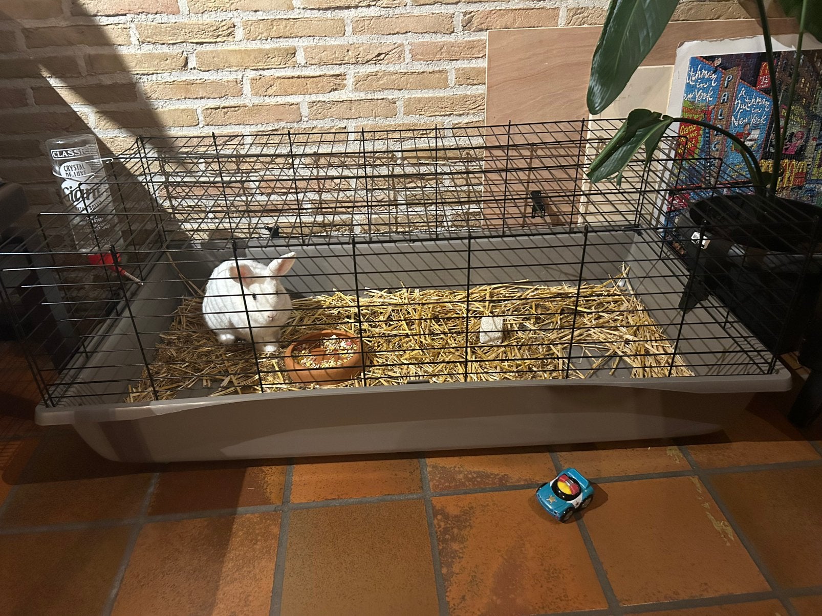 Tam konijn met kooi, Dieren en Toebehoren