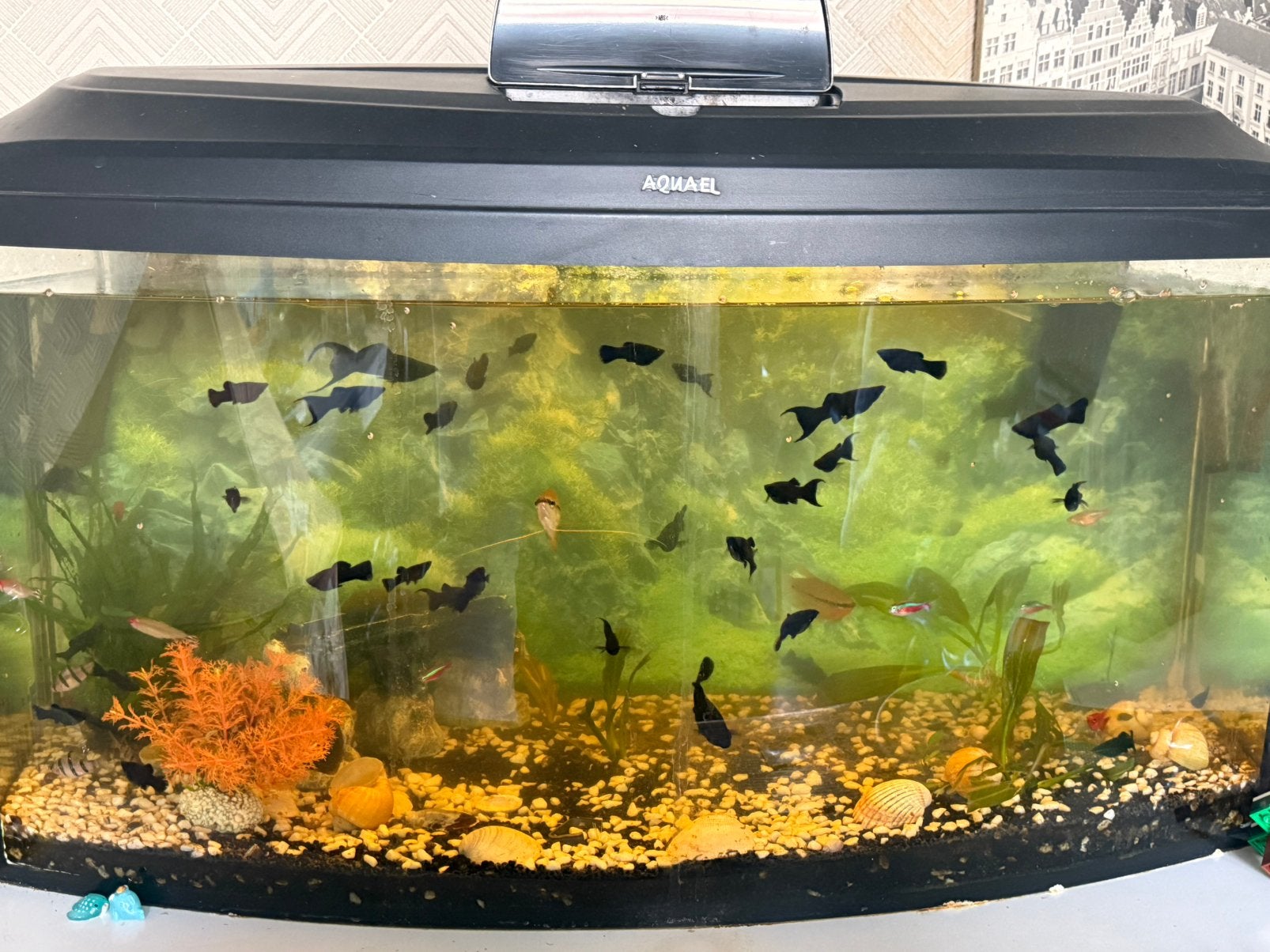 Compleet aquarium met vissen – Direct klaar voor gebruik, Dieren en Toebehoren, Ophalen, Inclusief controller, Zo goed als nieuw
