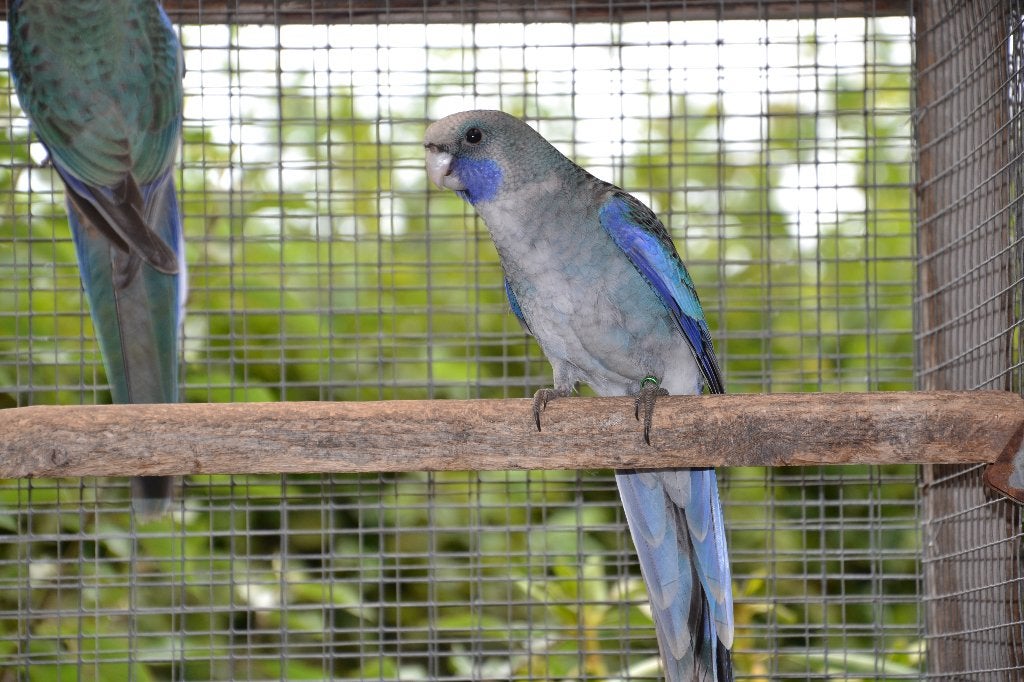 Penant parkiet, Plusieurs animaux, Perruche, Bagué