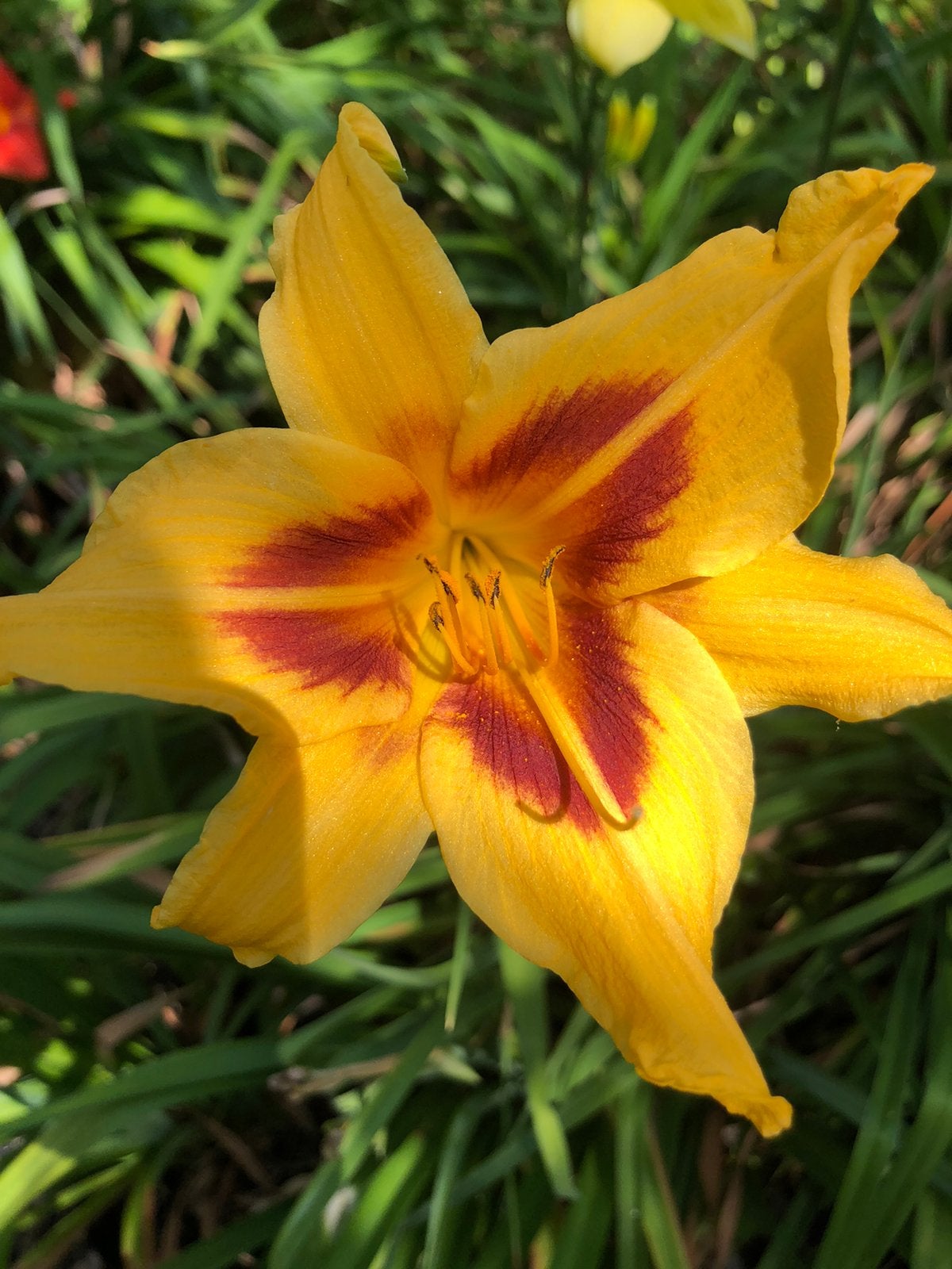 Mooie eendagslelies in pot., Enlèvement, Automne, Plein soleil, Rhizome