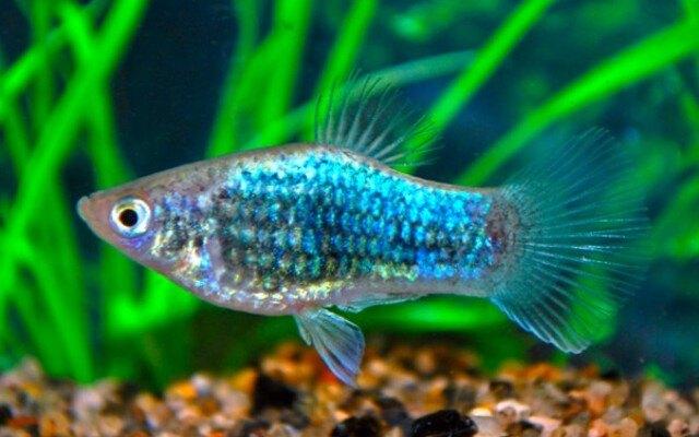 Hobbyaquarium xiph mac neon blue tuxedo / platy, Dieren en Toebehoren, Vissen | Aquariumvissen, Vis, Zoetwatervis, Schoolvis