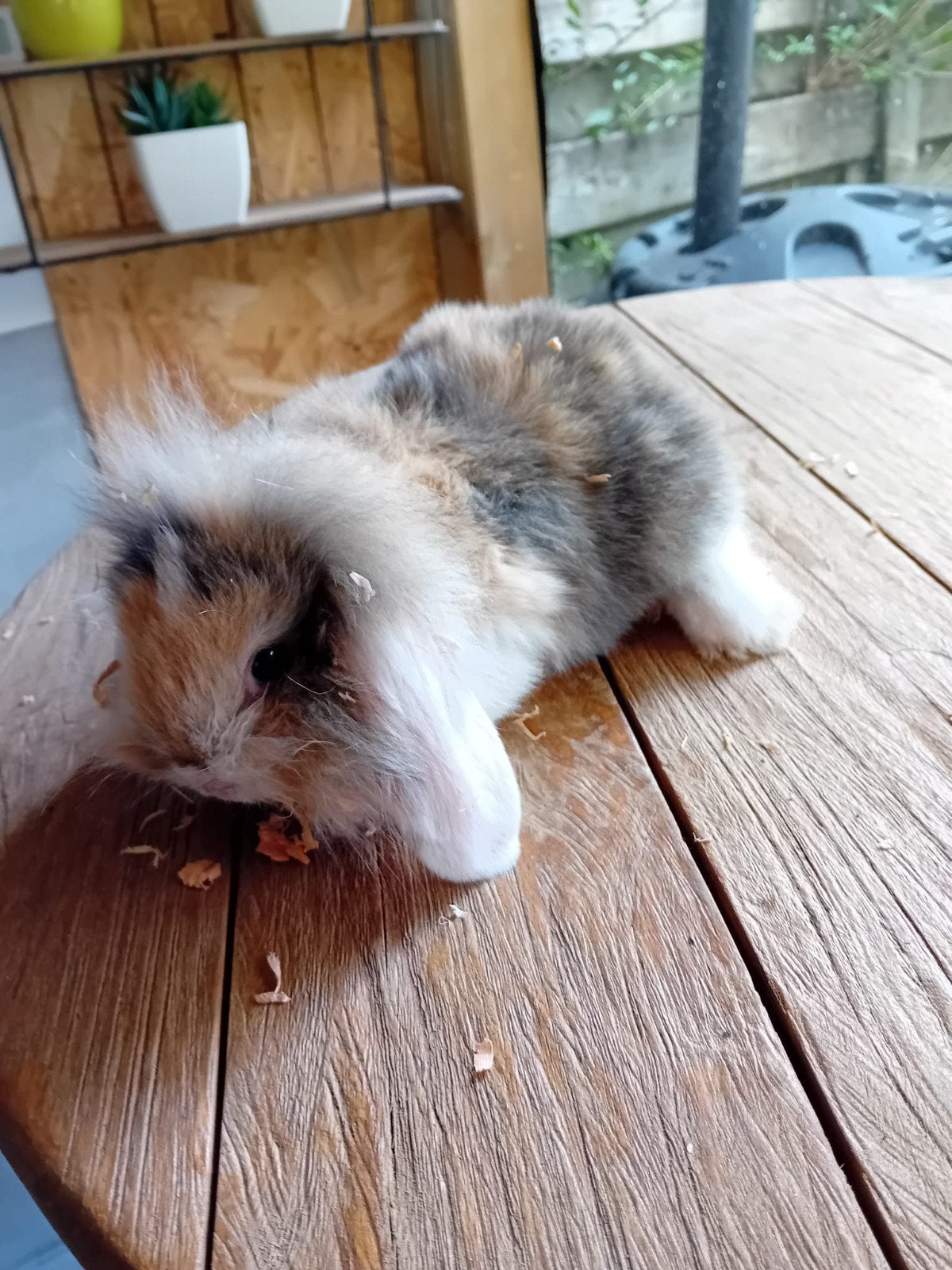 Nederlandse hangoordwergkonijntjes, Dieren en Toebehoren
