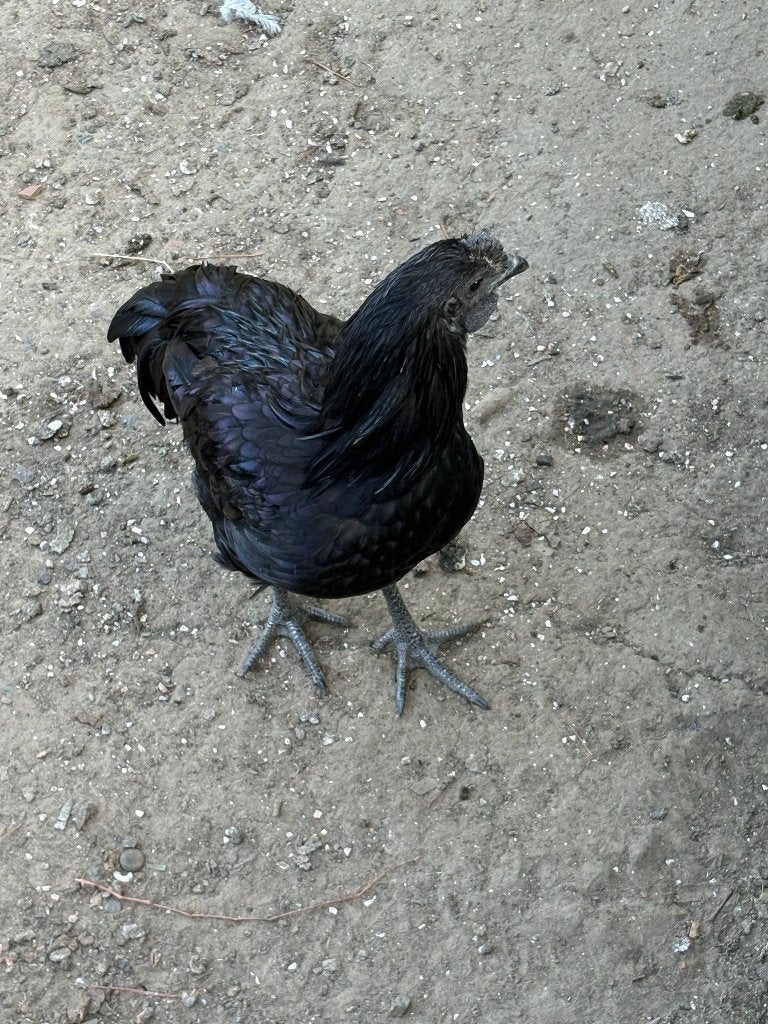 Ayam Cemani, Dieren en Toebehoren, Pluimvee