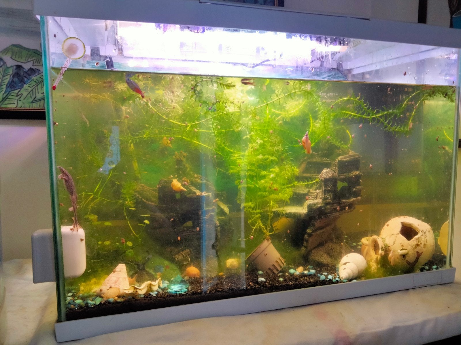 Aquarium 60l met visbestandje en dwergklauwkikkertje, Enlèvement, Poissons inclus, Utilisé, Aquarium d'eau douce rempli
