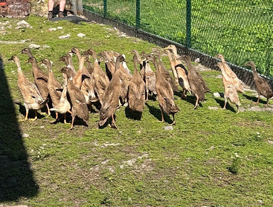 Indische loopeenden, Plusieurs animaux, Canard