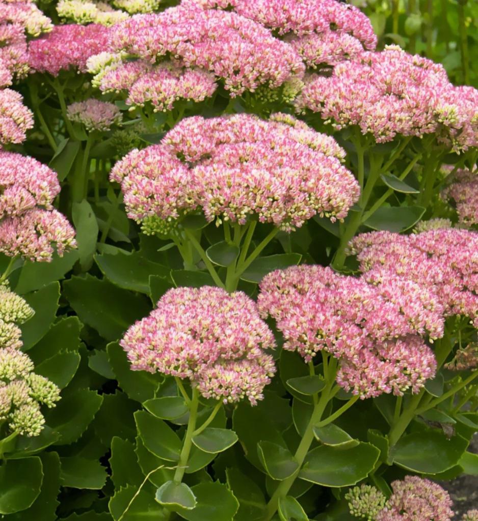 Sedum, herstfreude, vaste plant, Ophalen