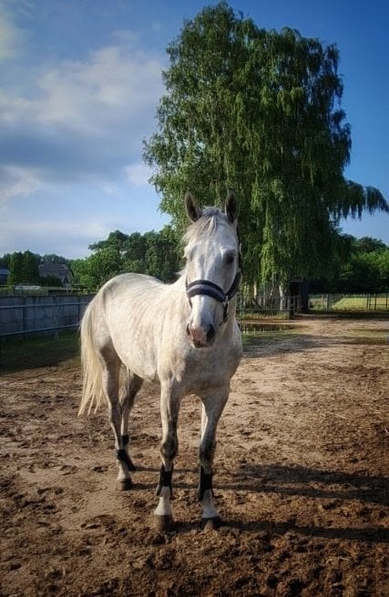 Mooie en lieve 6-jarige schimmel ruin, Animaux & Accessoires, B, Hongre, Cheval de récréation, 3 à 6 ans