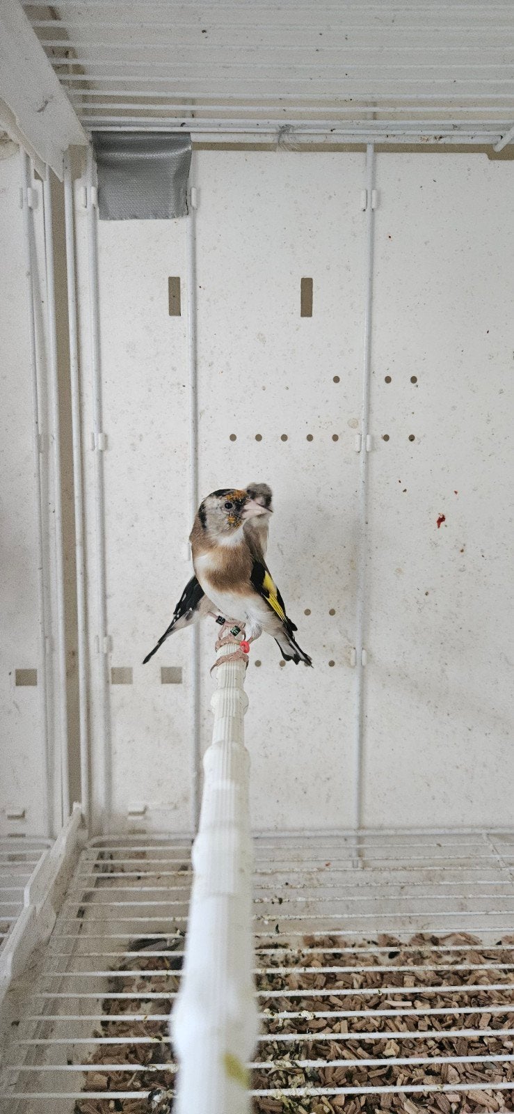 parva!!!!, Vrouwelijk, Wildzangvogel, Geringd