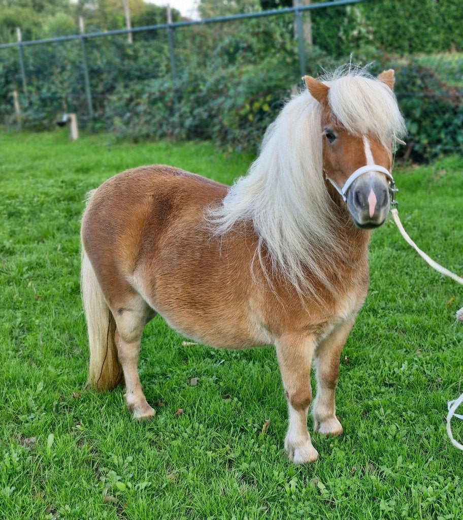 2 jarige en 4 jarige mini shetlanders, Dieren en Toebehoren, Merrie, Met stamboom, Niet van toepassing, A pony (tot 1.17m)