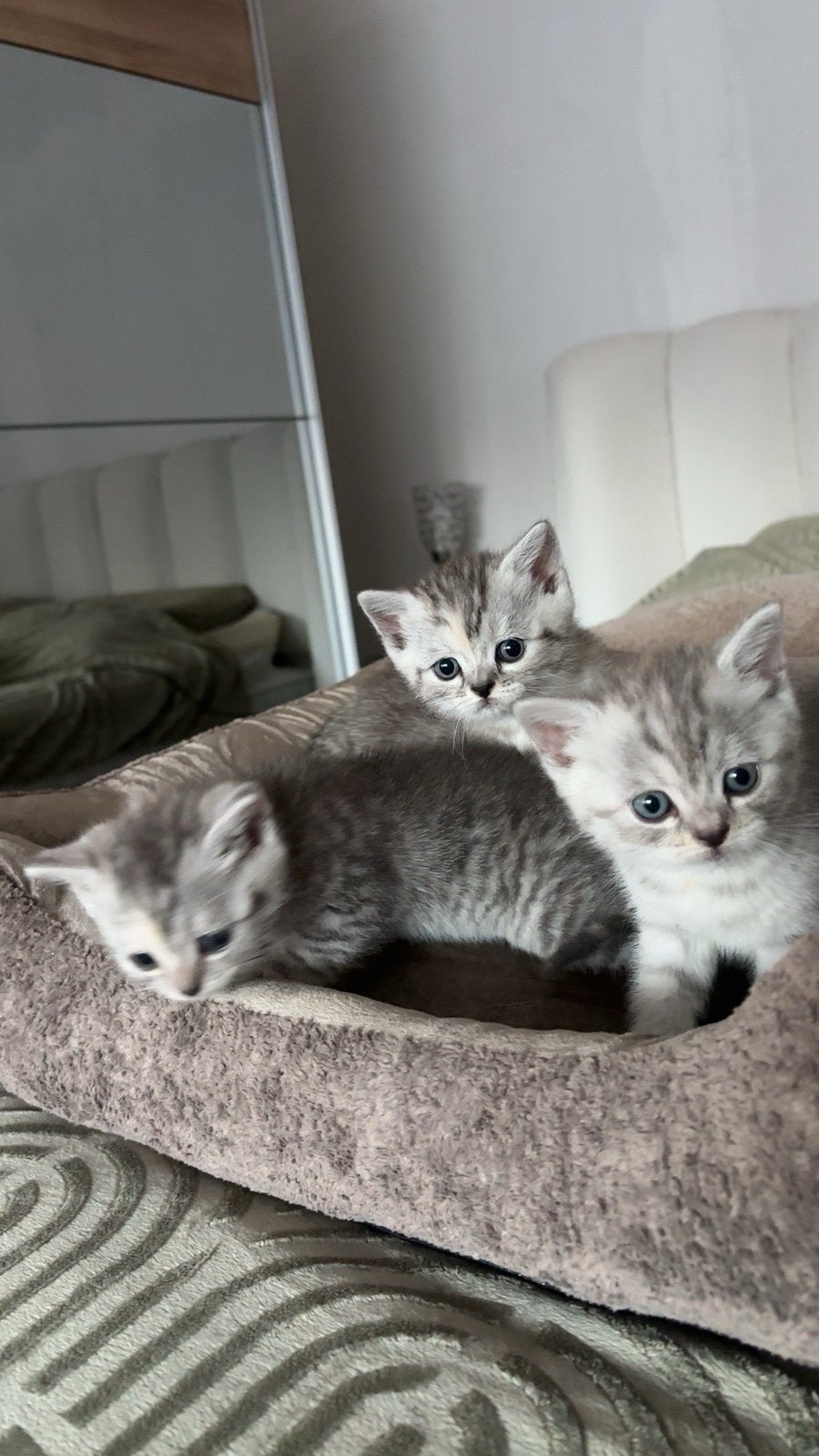 Kittens, Geslacht onbekend, Gechipt, 0 tot 2 jaar