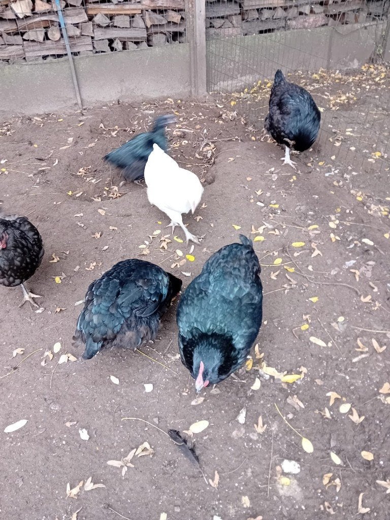 Zeer mooie Jersey giant kippen groothoeder, Dieren en Toebehoren, Meerdere dieren, Kip