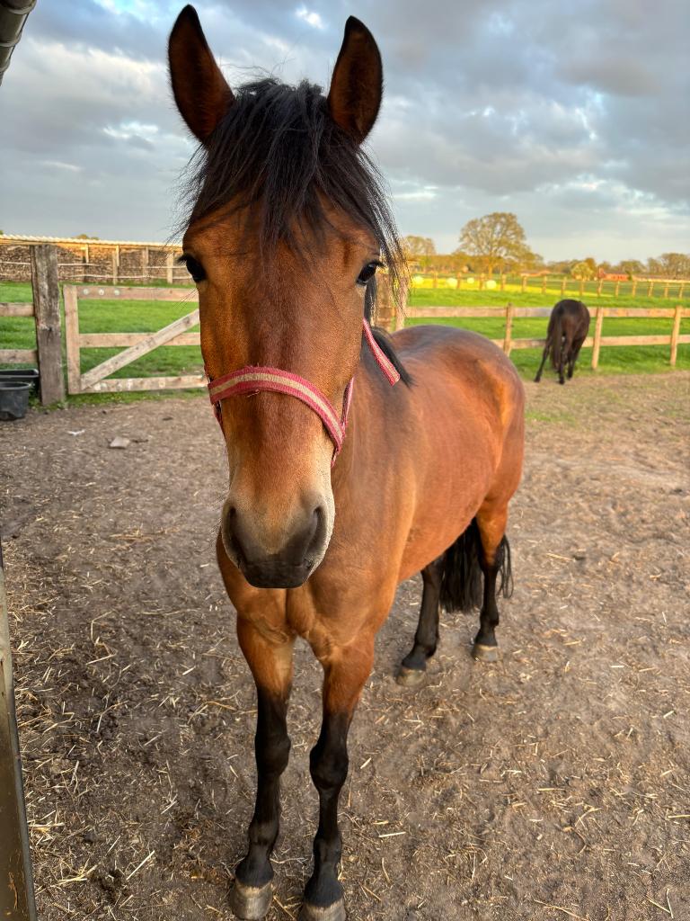 E-pony, Dieren en Toebehoren, Paarden, Merrie, Minder dan 160 cm, Zadelmak, 3 tot 6 jaar