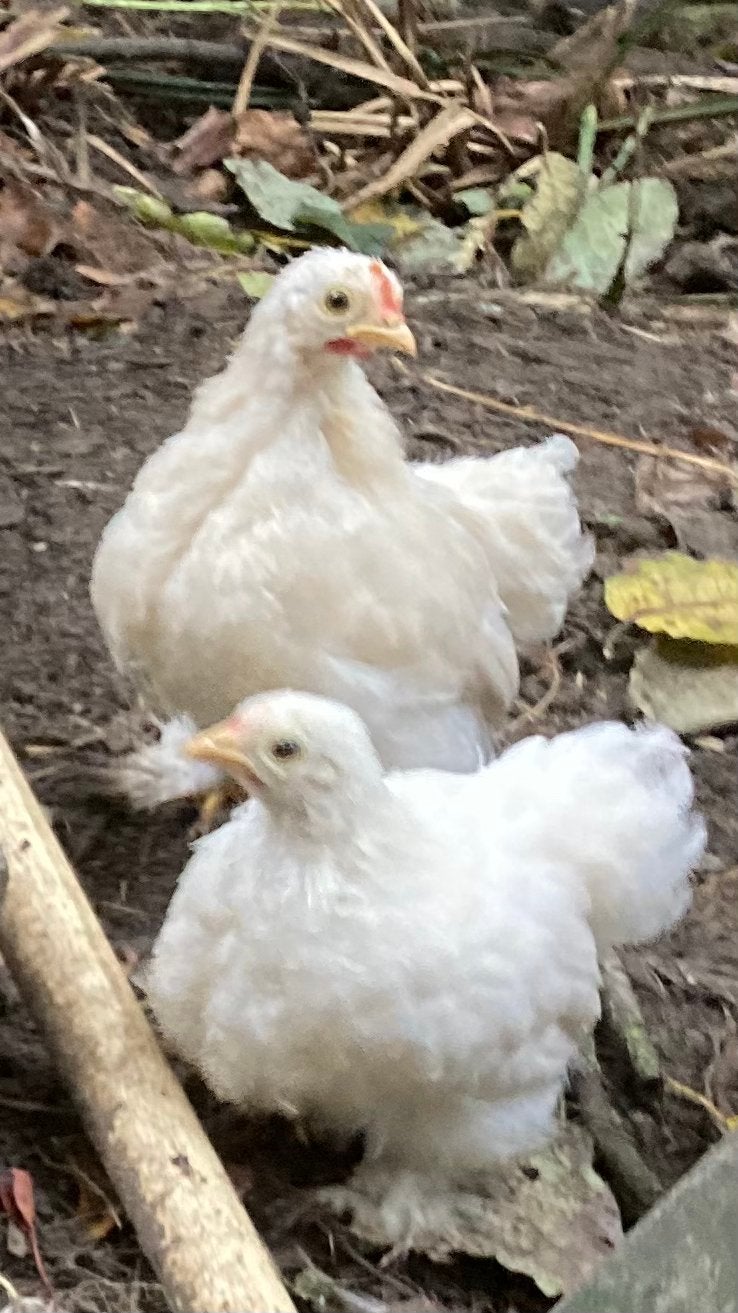 Cochin kriel kuikentjes, Dieren en Toebehoren, Meerdere dieren, Kip