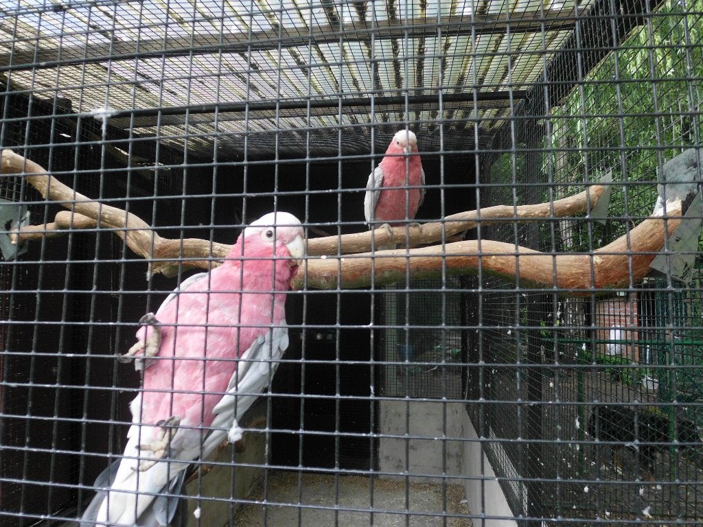 Roze kaketoe, Dieren en Toebehoren, Meerdere dieren, Papegaai, Geringd
