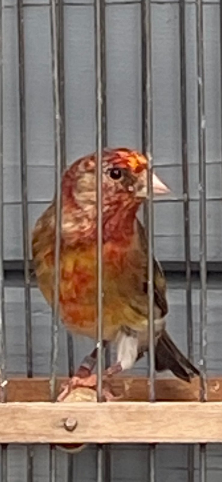 Kruising distelvink x kanarie 2026 man, Dieren en Toebehoren, Mannelijk, Wildzangvogel, Geringd