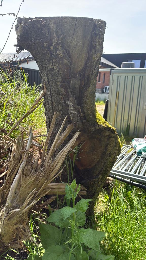 Hout, Enlèvement