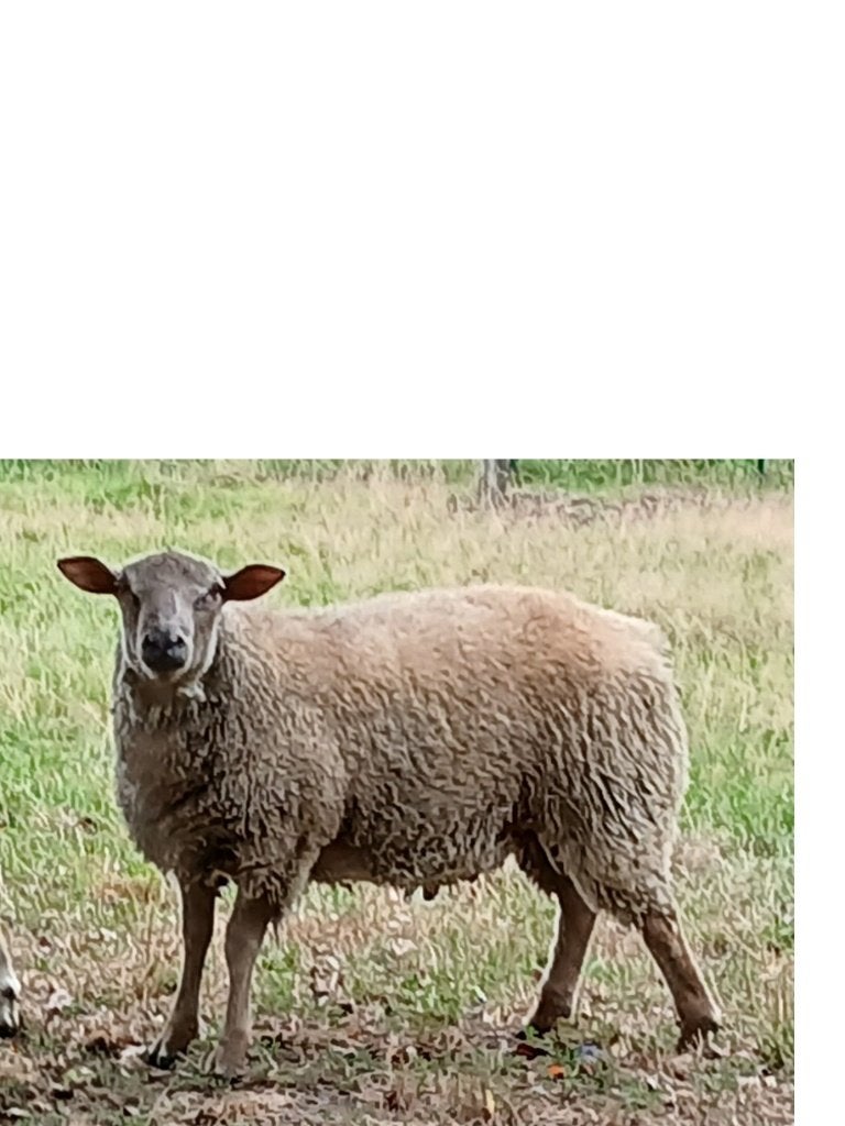 Mouton bélier schaap, Animaux & Accessoires, Mâle, Mouton, 0 à 2 ans