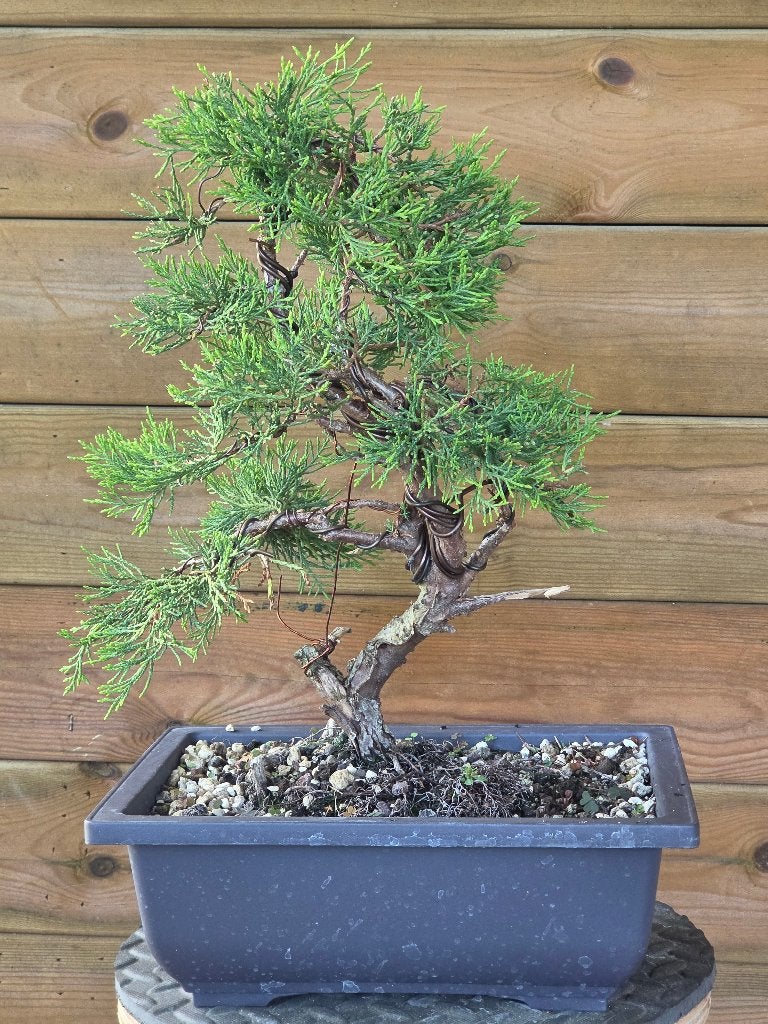 Prebonsai / Prebonsaï Juniperus media xPfitzeriana, Volle zon, Vaste plant, Bloeit niet, Ophalen