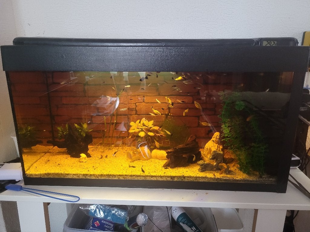 aquarium complet 104 l + poisson et déco. lire svp, JBL, Aquarium d'eau douce rempli, Comme neuf, Enlèvement