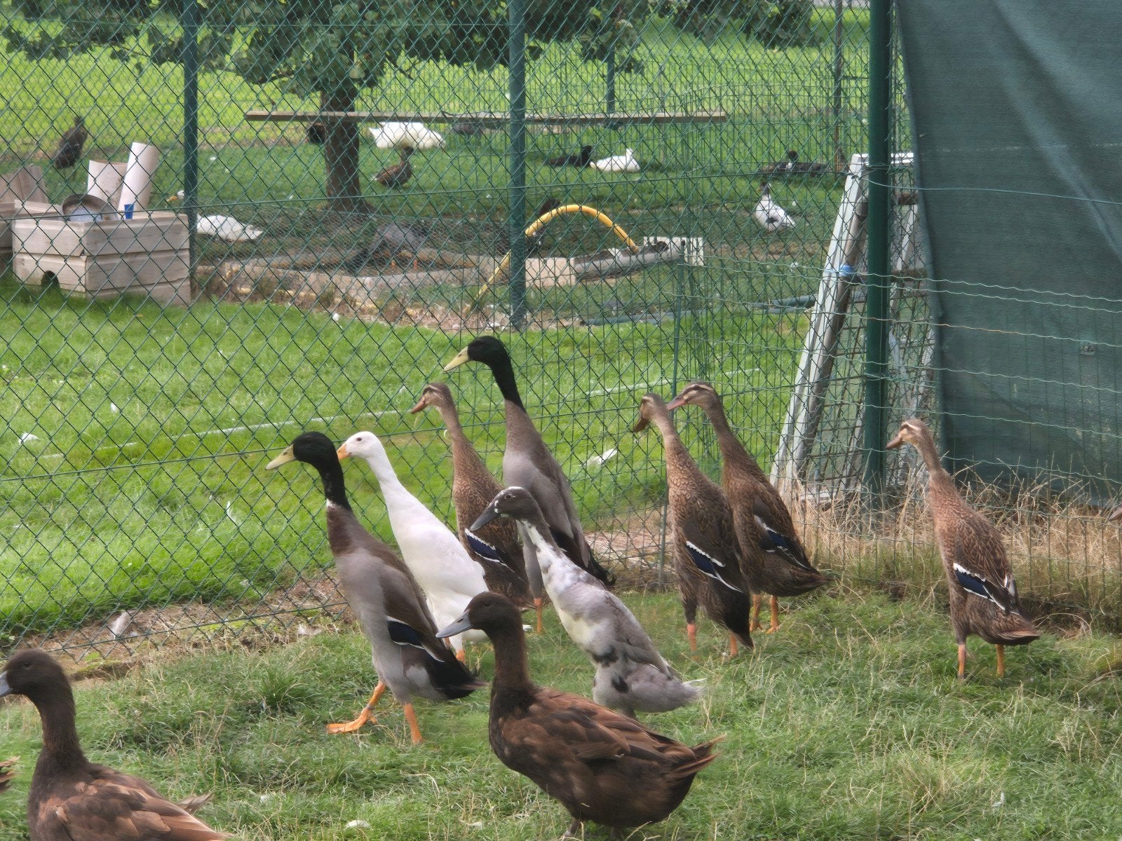 Loopeenden en hollandse kwakers., Dieren en Toebehoren, Pluimvee, Meerdere dieren, Eend