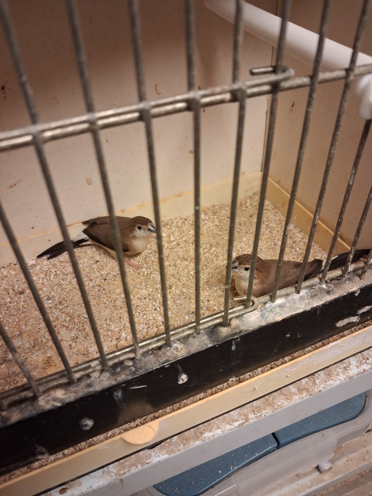LOODBEKJES SPLIT PASTEL, Dieren en Toebehoren, Mannelijk, Tropenvogel, Geringd