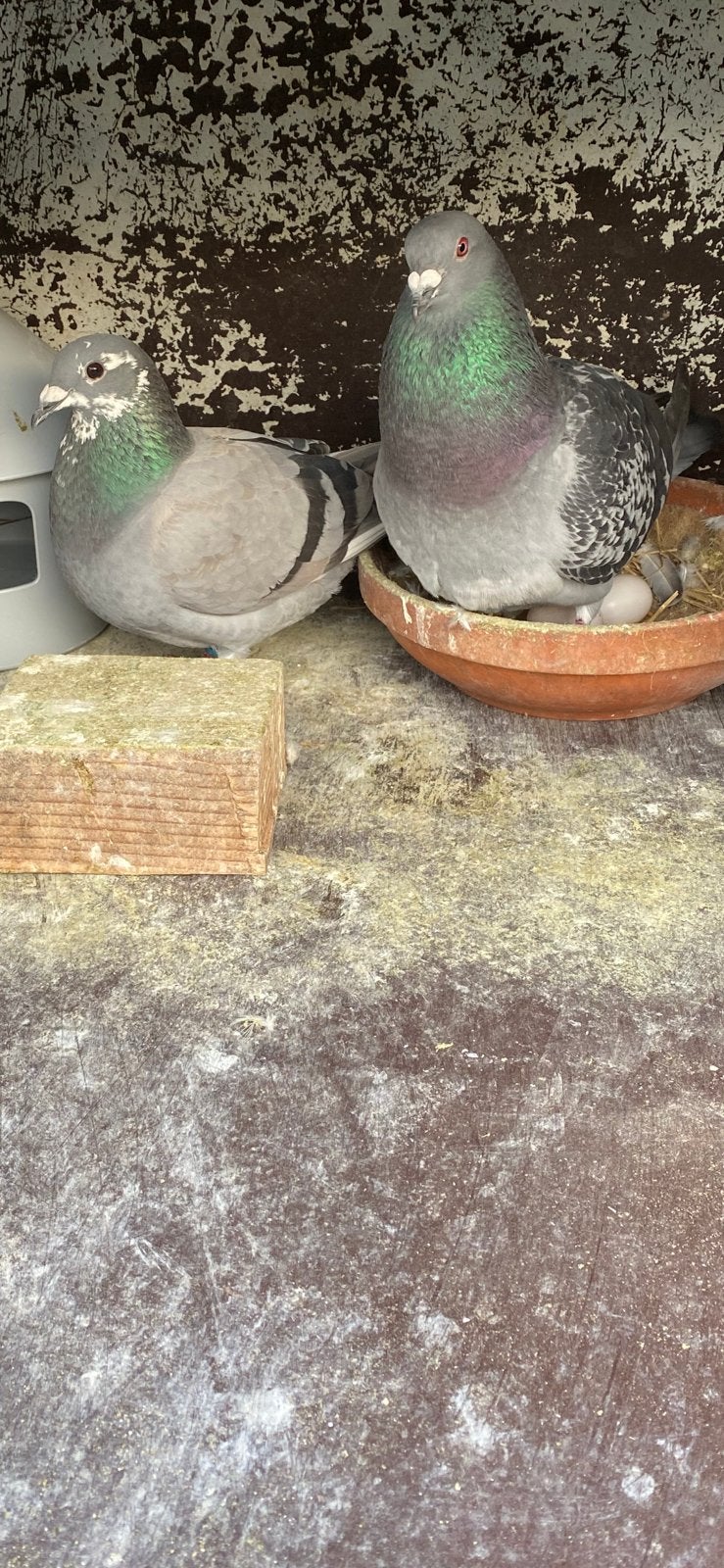 Mijn reisduiven krijgen jongen !!, Dieren en Toebehoren, Vogels | Duiven, Geslacht onbekend, Postduif