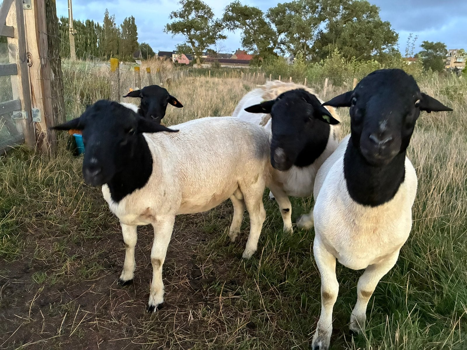 Stamboek dorper rammen te koop, Dieren en Toebehoren, Mannelijk, Schaap, 0 tot 2 jaar