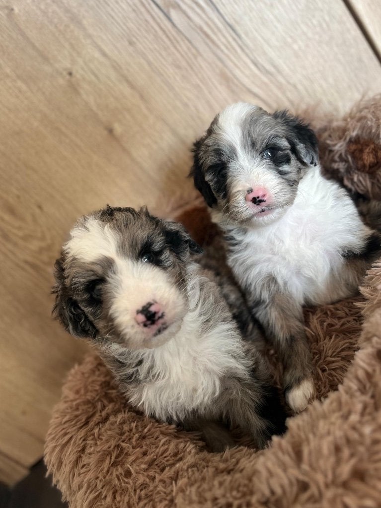 Prachtige aussie doodle pups f1 medium, Dieren en Toebehoren, Parvo, België, Overige rassen, 8 tot 15 weken