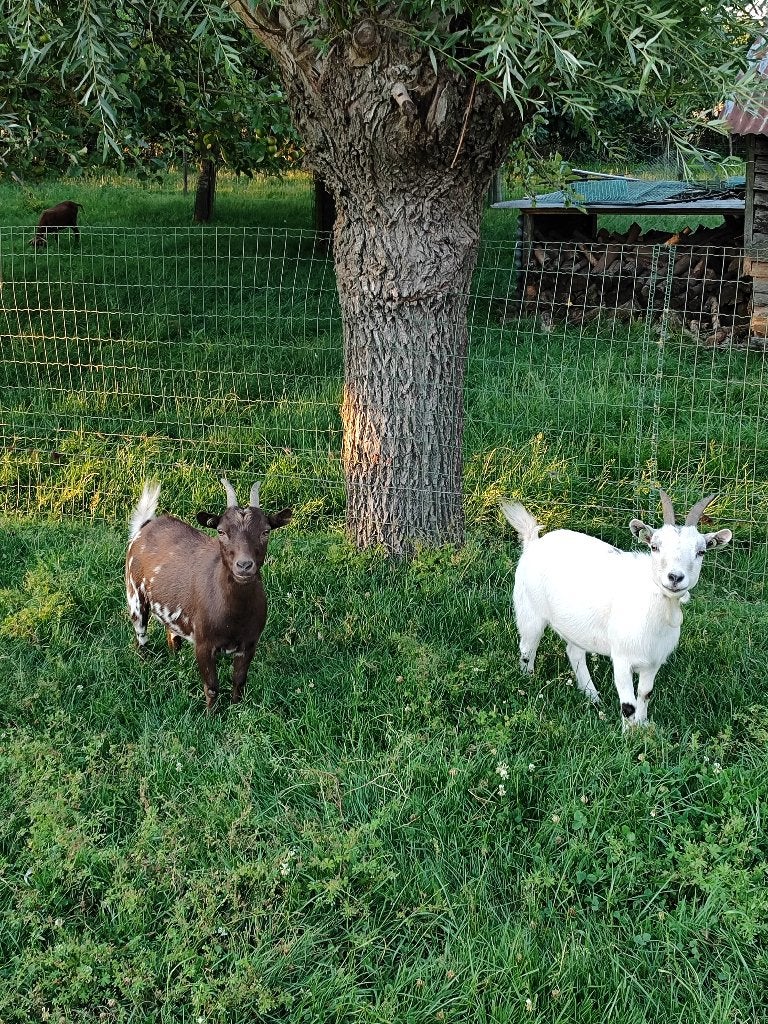 2 dwergeiten miekes te koop, Femelle, Chèvre, 0 à 2 ans