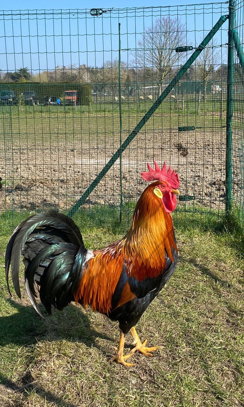 Goudpatrijs Leghorn haan., Dieren en Toebehoren
