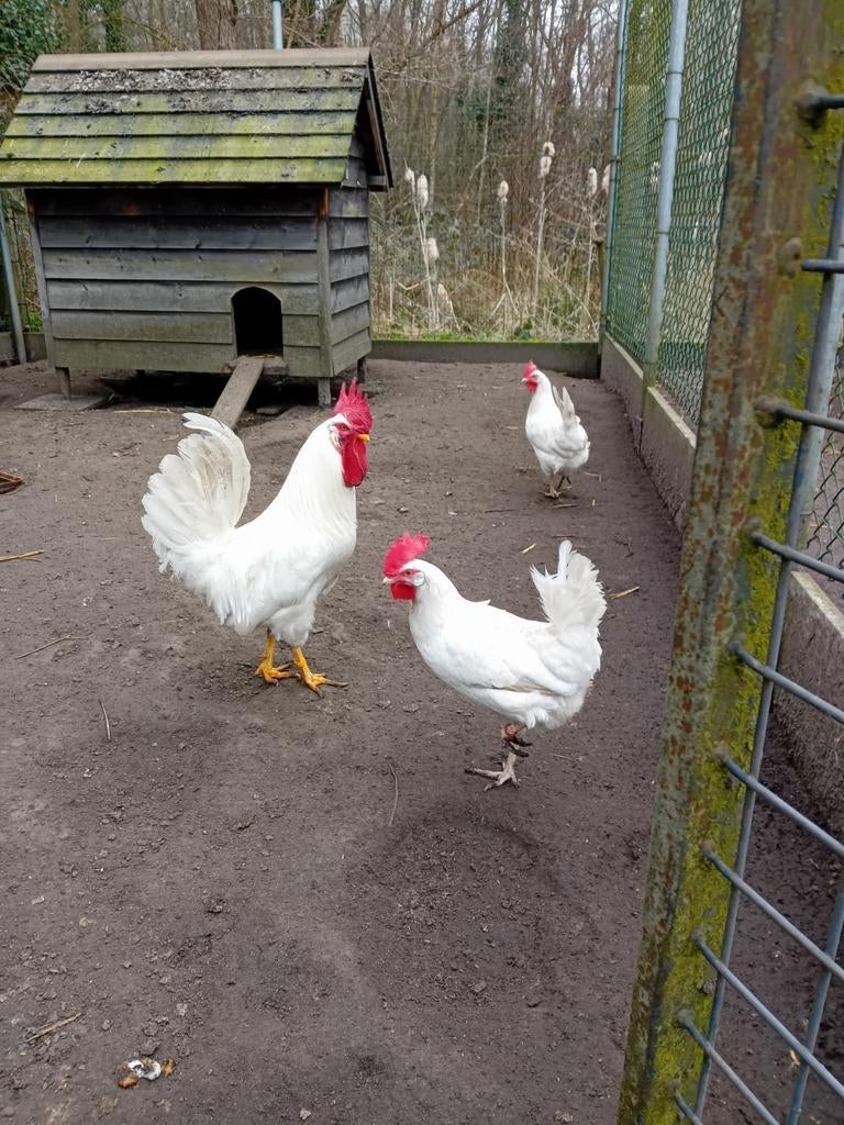 Tekoop broedeieren  van witte leghorn, Dieren en Toebehoren, Pluimvee