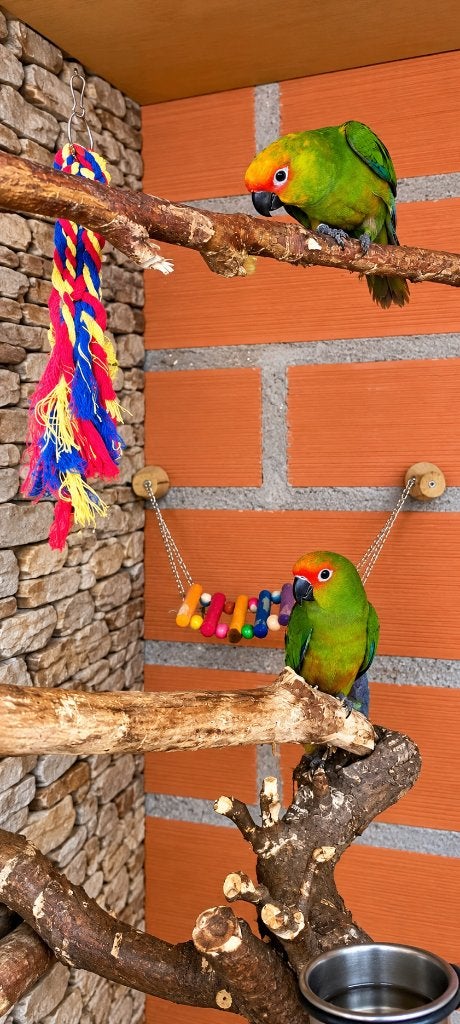 Couple conure tête d'or, Sexe inconnu, Perroquet nain ou Inséparable, Bagué