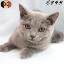 Blauwe Britse korthaar kittens te koop, Meerdere dieren, Gechipt, 0 tot 2 jaar