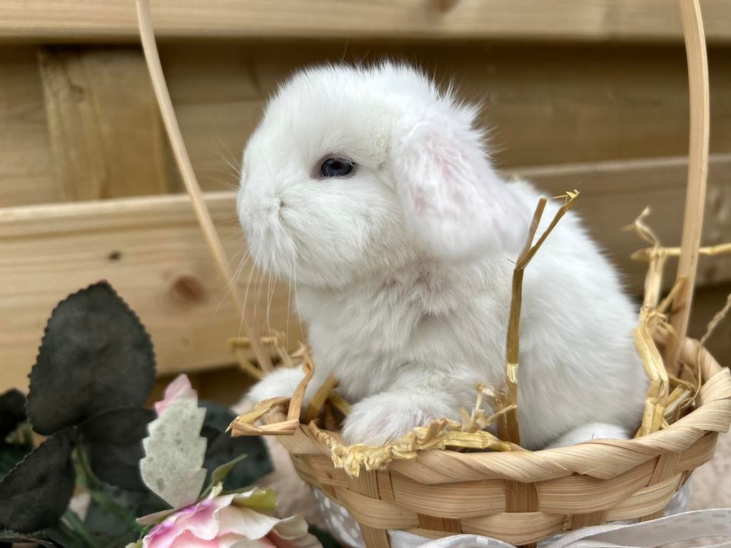 Super mooie Franse Hangoor baby, Dieren en Toebehoren, Mannelijk, Groot, Hangoor, 0 tot 2 jaar