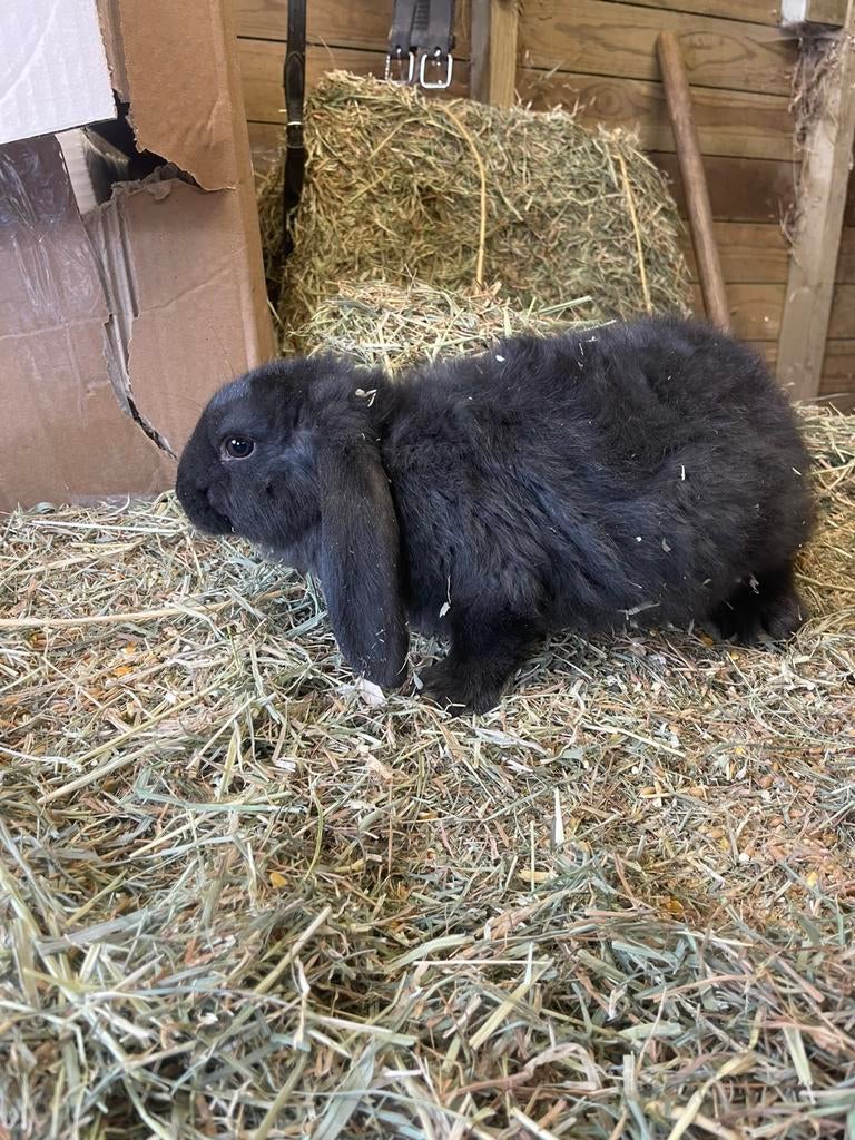 Franse hangoor mannetjes, Dieren en Toebehoren, Hangoor