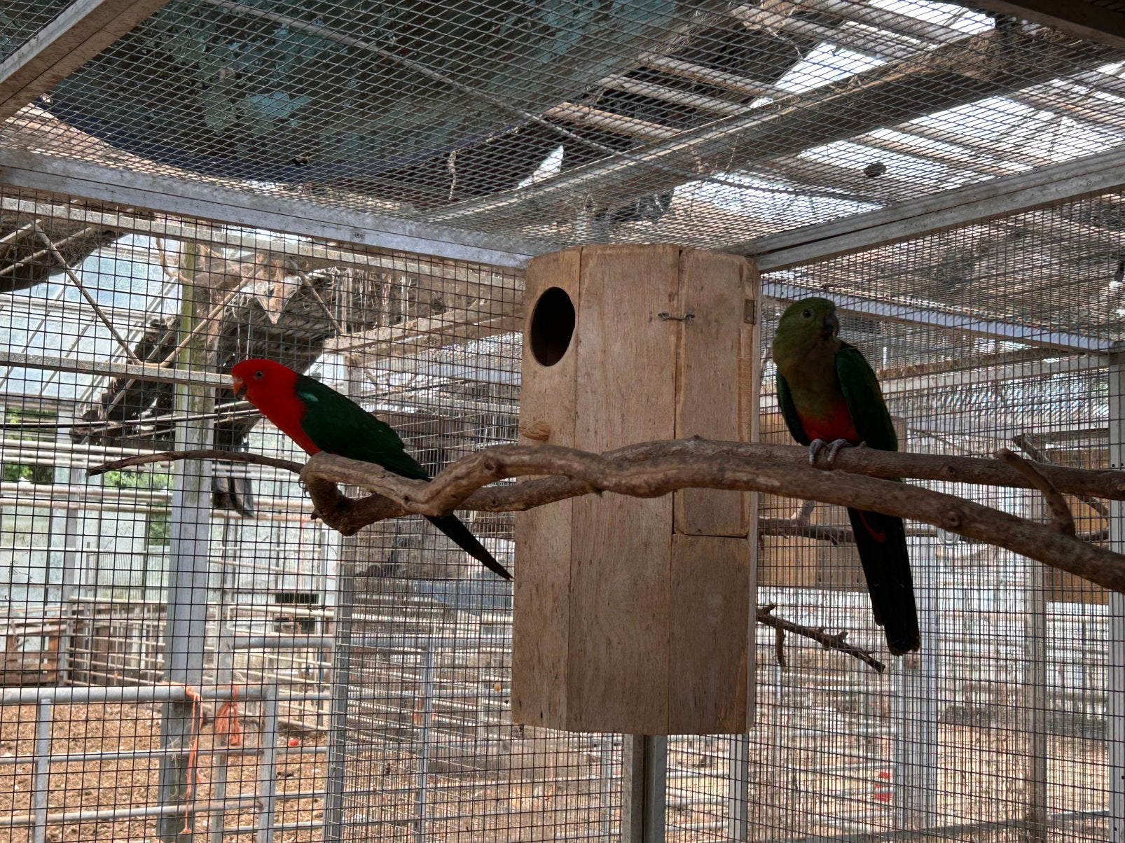 Bewezen koppel koningsparkieten, Plusieurs animaux, Perruche, Bagué